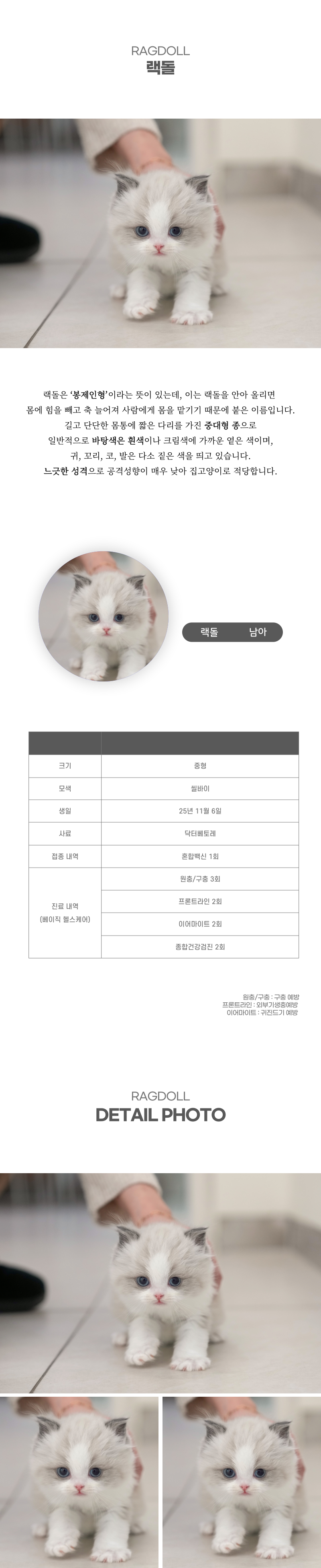 랙돌_상세이미지_2